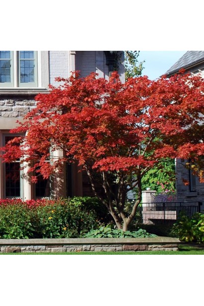 Клен пальмолистий Ред Емперор